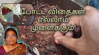 விதைகளை இப்படி முளைக்க வைங்க | How To Germinate A Seed #gardening #terracegarden