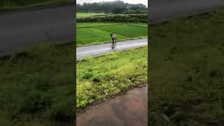 今朝散歩してたらカモシカに遭遇🤣全然逃げなかったな🤣