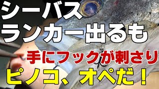 ランカーシーバス出るも、手にフックが刺さった！　ピノコ　手術だ！