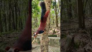 Indian giant squirrel, The Indian giant squirrel or Malabar giant squirrel (Ratufa indica) #shorts