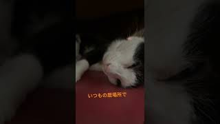 目と口空いたまま寝てる😂#おはようございます#猫 #cat #猫のいる暮らし #保護猫