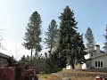 suburban tree felling