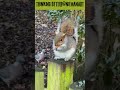 why squirrels are the cutest animals