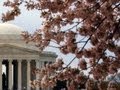 CBS This Morning - D.C. Cherry Blossoms blooming early