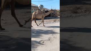 Camels Walking Around Hargeisa 2 🐫