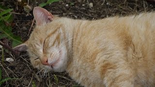 爆睡！朝に弱い野良猫ニャーゴ【亀山ダム野良猫ファミリー】Sleepy stray cat