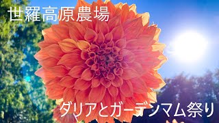 世羅高原農場 ダリアとガーデンマム祭り　Dahlia and Garden mum Festival in Sera Plateau Farm