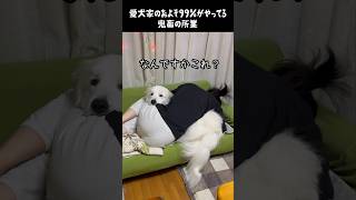 愛犬家なんてみんなこんなもん　#グレートピレニーズ #greatpyrenees #大型犬