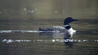 Wildlife Adventures - Loons