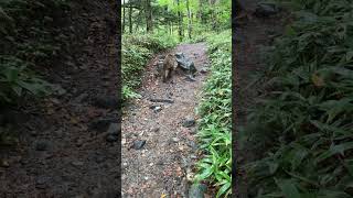 上高地で出逢ったおさるさん🐒