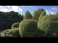 新宿御苑：凄い迫力のプラタナス並木（2018年10月28日） （4k）