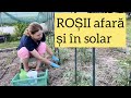 Copilirea, defolierea si legarea rosiilor afara si in solar. Ce instrumente si accesorii folosim.