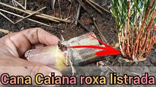 plantando cana caiana roxa listrada