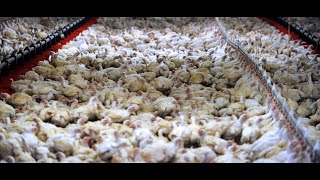 L214 dévoile une vidéo choc tournée dans des élevages de poulets DUC