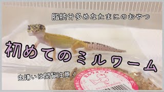 【レオパ】初めてのミルワーム(虫嫌いは閲覧注意)/First time feeding my leopard gecko mealworms