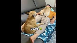 Tiny Pets with Huge Heart  #137🥰🥰  Please Like and Subscribe #dog #cat