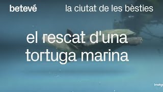 El rescat d'una tortuga marina - La ciutat de les bèsties | betevé