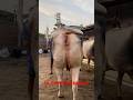 HEAVIEST COW PAIR AYHAM CATTLE FARM #shorts #viralshort #trendingshorts #trendingreels #cows #animal