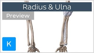 Bones of the forearm - Radius and ulna (preview) - Human Anatomy | Kenhub