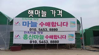 햇마늘 가격/ 신품종 홍산육쪽마늘, 대서마늘