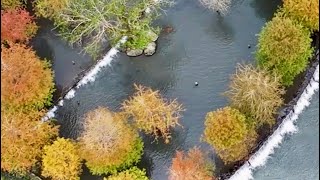 ［昌哥美景］宜蘭落羽松空拍 蜊埤湖 三層坪 drone landscape photography 浪漫美景 Beautiful of Tainan By昌哥 dji mavic3 pro