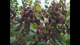 cashew របៀបថែទាំស្វាយចន្ទី អោយល្អខ្លាំង  ប្រឹក្សាបច្ចេកទេសដោយឥតគិតថ្លៃទំនាក់ទំនងតាម 0963336797