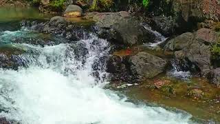 Water interactions trigger the body's innate Response This Forest Meditation River