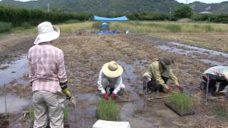 農生人1-32017/05-21田植え体験会