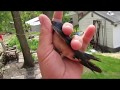 The Homestead Show - Barn Swallow Catch & Release - Raw Footage