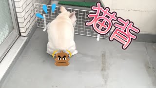 犬だけど猫背なうんちょすポーズｗ【フレンチブルドッグ frenchbulldog】