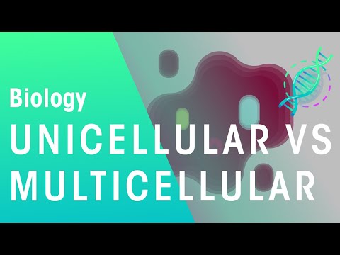 Can a multicellular organism survive on its own?