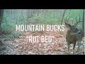 Mountain Buck 