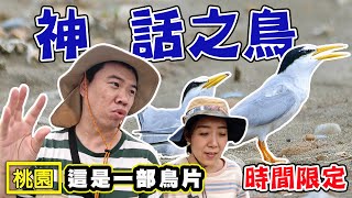 【神話之鳥 】候鳥漫波啾一夏 黑嘴短鳳頭燕鷗 竹圍賞小燕鷗