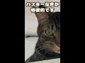 キジトラ猫の保護猫『ワイニン』くん（仮）をご紹介☆ハスキー声のかまってちゃん☆ shorts