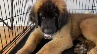 The Biggest Baby | Baby Leonberger