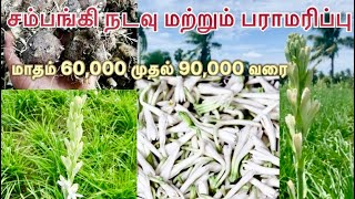 சம்பங்கி பூ வளர்ப்பு மற்றும் பராமரிப்பு | sampangi poo valarpu | sampangi flower  |￼