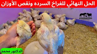 أسباب وعلاج نقص الأوزان في الفراخ البيضاء وعلاج الفراخ السرده خلال يومين ✅