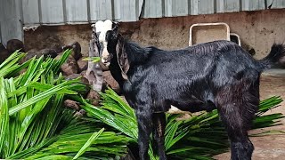 ക്വാളിറ്റി ആടുകളും ടോപ് ക്വാളിറ്റി കഠിജൂൽ എരുമയും വില്പനക്ക്.....,