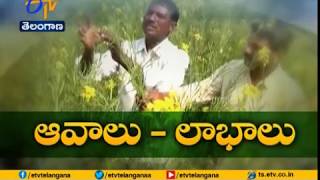 JaiKisan TS | 16th Dec '17 | ఒప్పంద సేద్యంలో ఆవాల సాగు   వన్యప్రాణుల బెడద లేదంటున్న సాగుదారులు