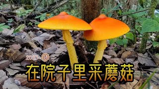 云南人在自家院子里采了几十种蘑菇，满满一大篮！