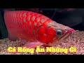 Cá Rồng Ăn Những Gì,1 Ngày Cho Ăn Bao Nhiêu | Thức Ăn Cá Rồng #carong #concert #asianarowana #fish