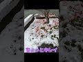 11月25日　秋田市の初雪　 秋田＃初雪