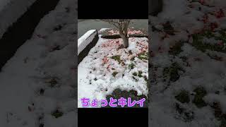 11月25日　秋田市の初雪　 #秋田＃初雪