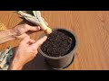 how to grow a pineapple plant from purchased fruit