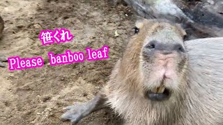 いつも大満足　(カピバラ劇場)　Capybara is always happy