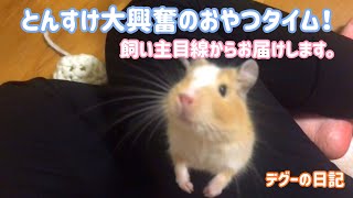 デグー大興奮のおやつタイムを飼い主目線で【7/6デグーの日記】