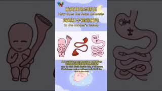 Do you know how did the fetus defecate inside the mother's womb?你知道胎兒怎樣在媽媽肚子裡排便嗎？#top #shorts #胎兒