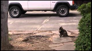 Mockingbirds attack cat and cat returns favor