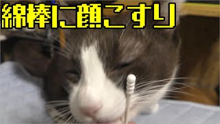 発情期みーちゃん猫、綿棒にて抑えたあとドコモ猫を追いかける