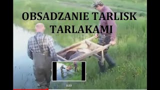 Obsadzanie tarlisk tarlakami karpia